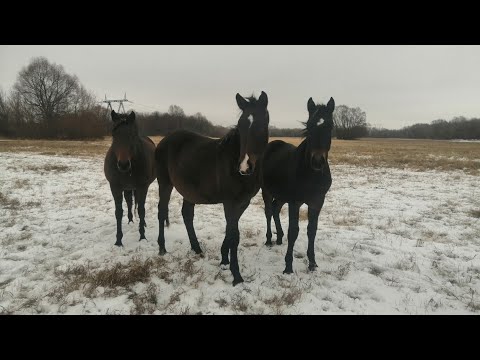 Видео: Содержания лошадей. Виды коневодства