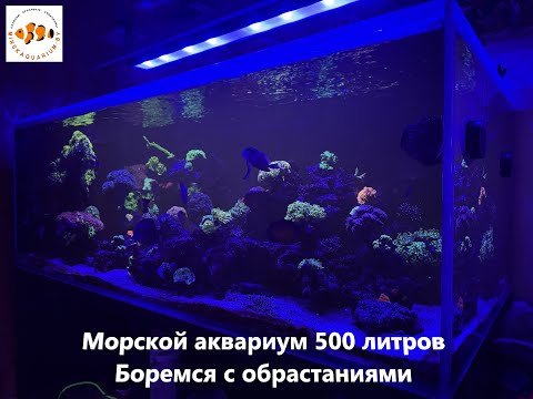 Видео: Морской аквариум 500 литров. Динофлагелляты и диатомовые водоросли.