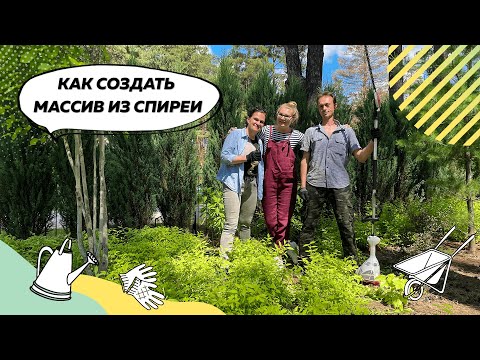 Видео: Как сформировать массив из спиреи? | Спирея | Спирея японская | Пузыреплодник