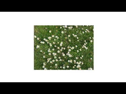 Видео: FACE - Тень (2023, Prod. by Razy)