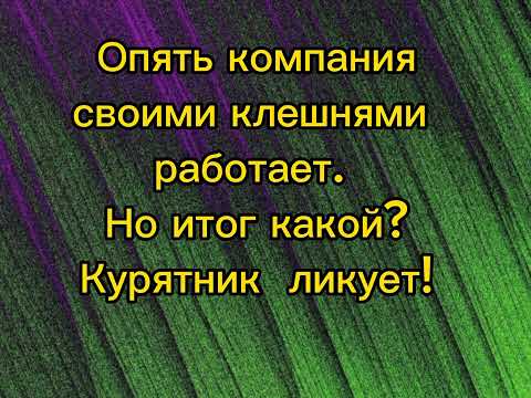 Видео: Корм для "курятника"