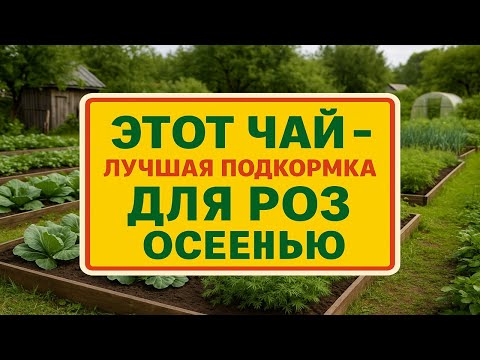 Видео: Полейте розы этим чаем осенью - и весной они зацветут так, что соседи ахнут!