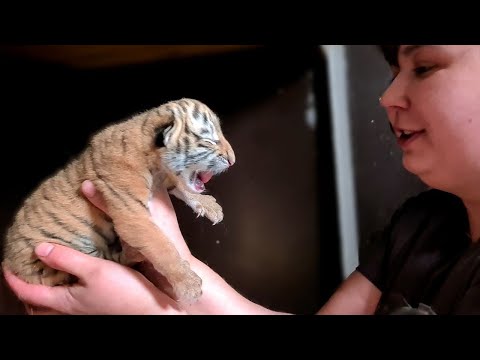 Видео: ТИГРИЦА РОДИЛА КОТЯТ!!!/BABY TIGERS ARE BORN!!1 Выпуск