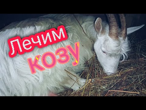 Видео: #Коза отказывается от еды/что делать?!
