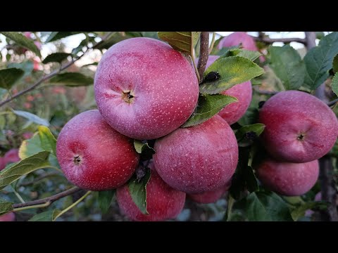 Видео: Яблоня Фуджион (Fujion)