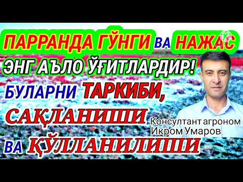 Видео: PARRANDA va ODAM G‘O‘NG‘I. 91-son. ТОВУК ГУНГИ. ФЕКАЛИЙ.