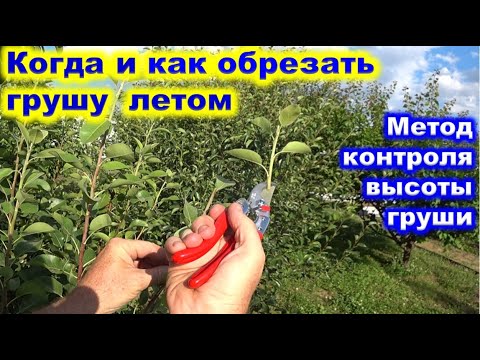 Видео: КОГДА и КАК летом ОБРЕЗАТЬ ГРУШУ. Как удерживать грушу одной высоты.