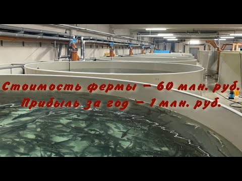 Видео: Акваферма 71 экономика