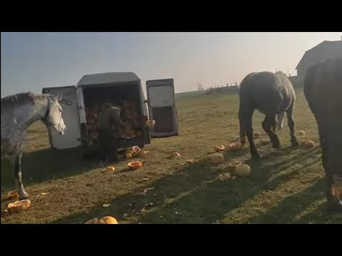 Видео: Праздник для лошадей