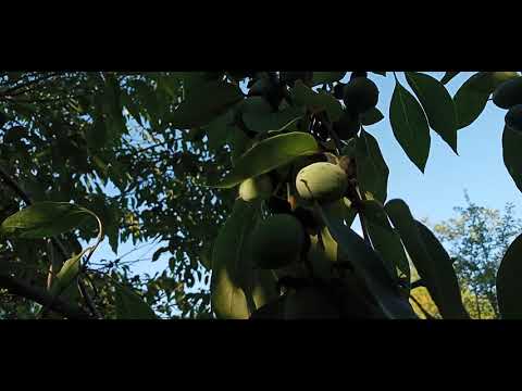 Видео: Хурма Виргинская.Старое дерево.