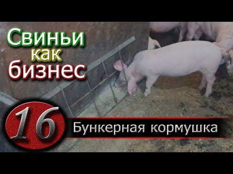 Видео: КАК МЫ КОРМИМ СВИНЕЙ