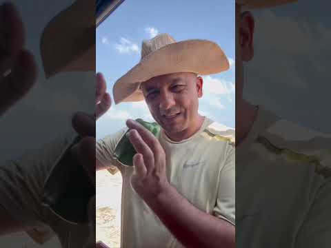 Видео: Табиат қўйнида тушлик. Рекорд сари йўл1366-кун—————————————————Аъзо бўлинг: