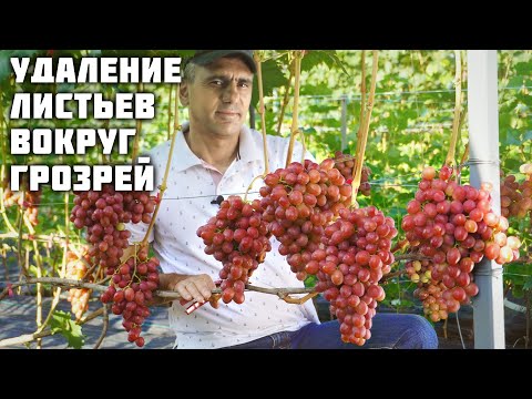 Видео: Когда и почему нужно удалять листики винограда вокруг гроздей?