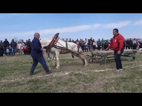 Видео: Тодоров ден гр Роман 16 04 2022   конни състезания теглене и беленската духова музика