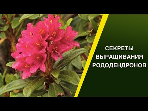 Видео: КАК ВЫРАСТИТЬ РОДОДЕНДРОНЫ!