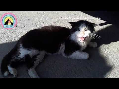 Видео: Бездомный кот не знал что через неделю его жизнь круто переменится Вот так везение Радость До слез