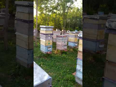 Видео: Обробка від кліща Варроа та трахейного кліща