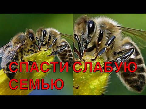 Видео: У ВАС СЛАБЫЕ СЕМЬИ  ДЕЛАЙТЕ ТАК !