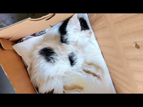 Видео: 😯Котёнка нашли умирающим | Ветеринары реанимировали | Продолжаем лечить и спасать Милочку🙏