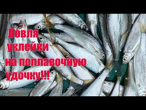 Видео: Поплавочная ловля Уклейки. Ловля уклейки на маховую удочку. Поплавочная ловля.