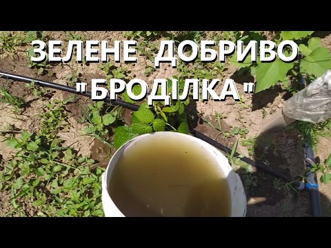 Видео: Трав'яне (зелене) добриво "Броділка". Натуральне органічне підживлення для рослин.