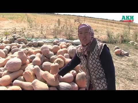 Видео: Кара-Суулук дыйкандар ашкабактын түшүмдүүлүгү аз экендигин айтышууда