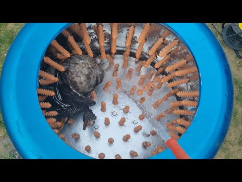 Видео: Как щипать гуся?  Перосъемная машина для дикой птицы