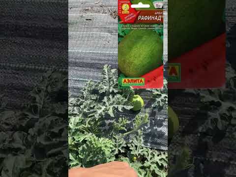 Видео: 15.07.25г Арбузы,дыни пошли в рост.Оранж Кинг,сармат,скиф,эль уафи,тамагочи,Хани бу бу,Мирон,топ Ган