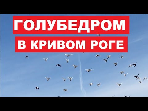 Видео: Криворожский голубедром для бойных голубей