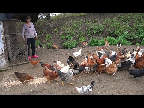 Видео: ԳՅՈՒՂԻ ԿՅԱՆՔԻՑ 《1 ՕՐ》- Շամշադինի Համը - Шамшадин 