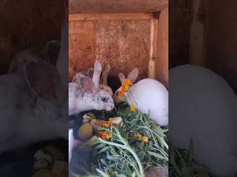 Видео: 31 августа. Ушастая команда в сборе. 