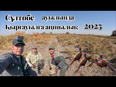 Видео: Сұлтөбе ауылына қырғауылға аңшылық жасап қайттық 