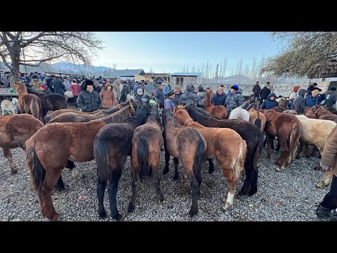 Видео: СИЗДЕР АЙТКАН ТАЙ БАЗАР / НООКАТ 17-НОЯБРЬ 2024 ЖЫЛ