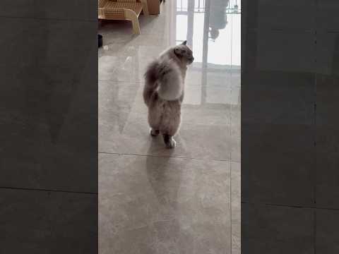 Видео: 10-килограммовый Котя обожает сидеть в узкой полке для обуви… а где любят сидеть ваши питомцы?