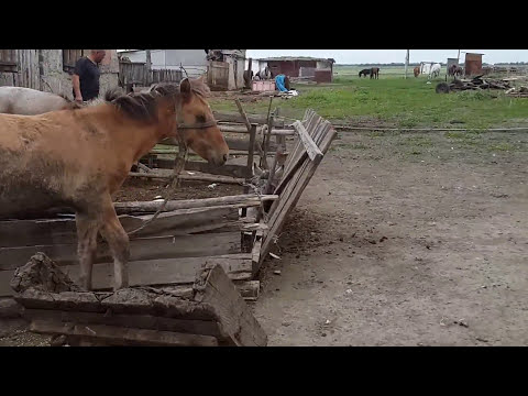 Видео: Ауылым