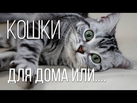 Видео: Самые красивые и любимые породы кошек | Интересные факты про кошек