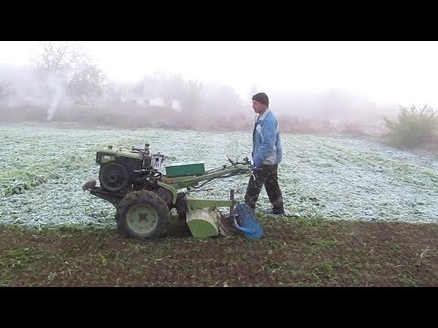 Видео: Удобряем огород горчицой и рапсом вместо навоза!