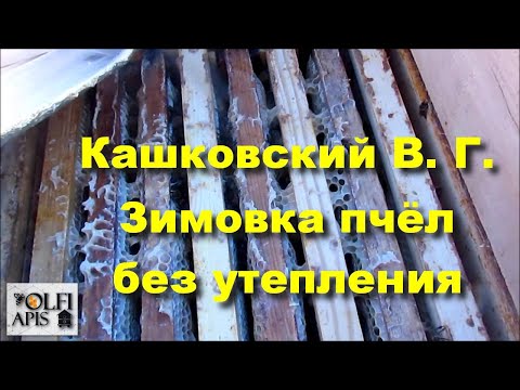 Видео: #Кашковский В. Г. #Зимовка_пчёл без утепления.