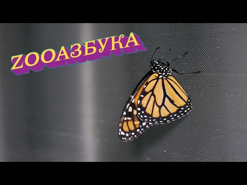 Видео: "ZooАзбука. Бабочки"