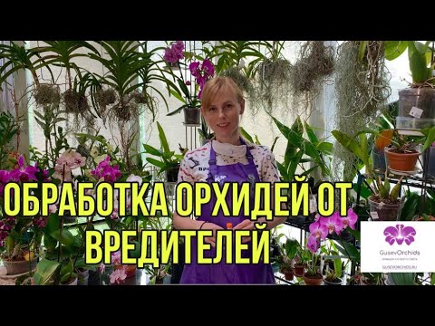 Видео: Обработка ОРХИДЕЙ от вредителей