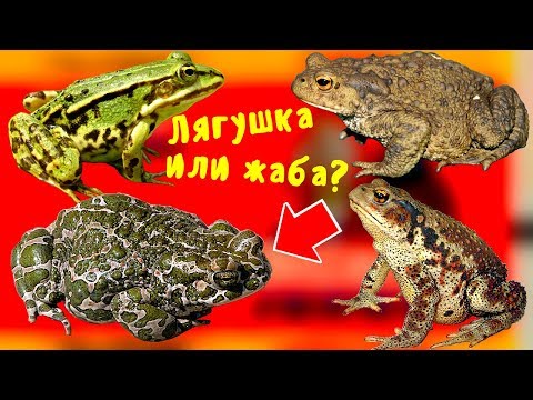 Видео: ЧЕМ отличается ЛЯГУШКА от ЖАБЫ,  вы точно не знали это о жабе
