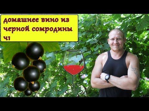 Видео: домашнее вино из черной смородины ч 1 постановка дегустация