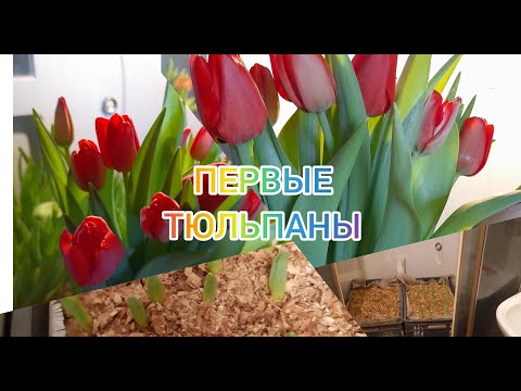 Видео: Выросли тюльпаны в душевой кабине, или тюльпан без затрат.