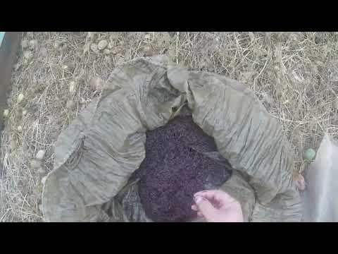 Видео: Ловля живых кормов для аквариумных рыб.