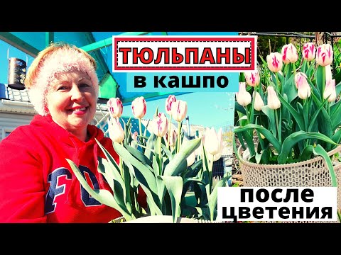 Видео: ТЮЛЬПАНЫ в кашпо ранняя красота и мобильность. Что делать когда они отцветут?