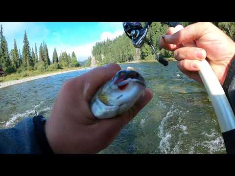 Видео: Какой хороший ХАРИУС! Нет, это ЛЕНОК! Осенняя рыбалка| утренний кофе| рыбалка| таёжный быт| +18