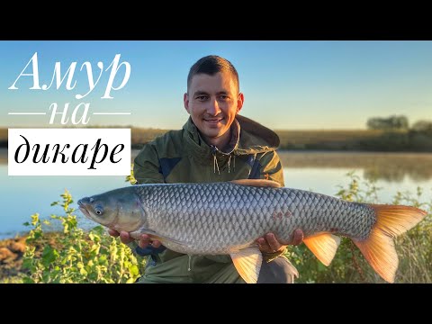 Видео: НАГЛОСТЬ БРАКОНЬЕРОВ ПОРАЖАЕТ!  РЫБАЛКА НА ДИКАРЕ. Ловля карпа и Амура. Карпфишинг