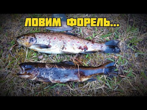 Видео: Форель на ультралайт...ИЩЕМ, ЛОВИМ и ГОТОВИМ...