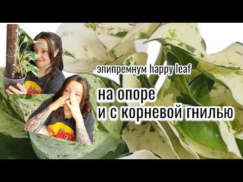 Видео: Эпипремнум Happy Leaf, опора или тотем из кокосовых чипсов, залив и корневая гниль