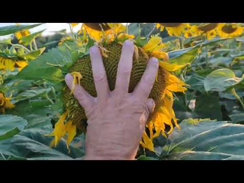 Видео: Подсолнечник в засуху на высочайшем агрофоне No till